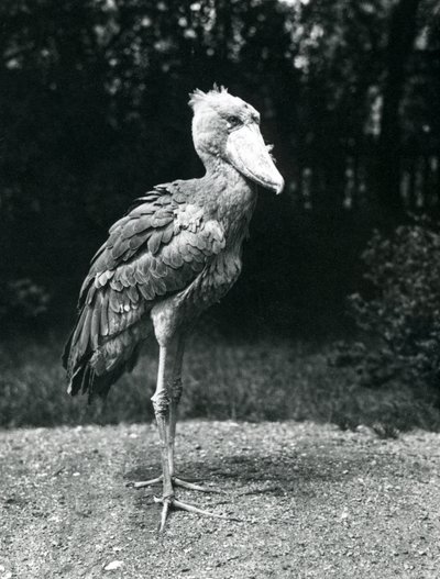 Ein Schuhschnabel oder Walstorch im Londoner Zoo, Juni 1914 von Frederick William Bond